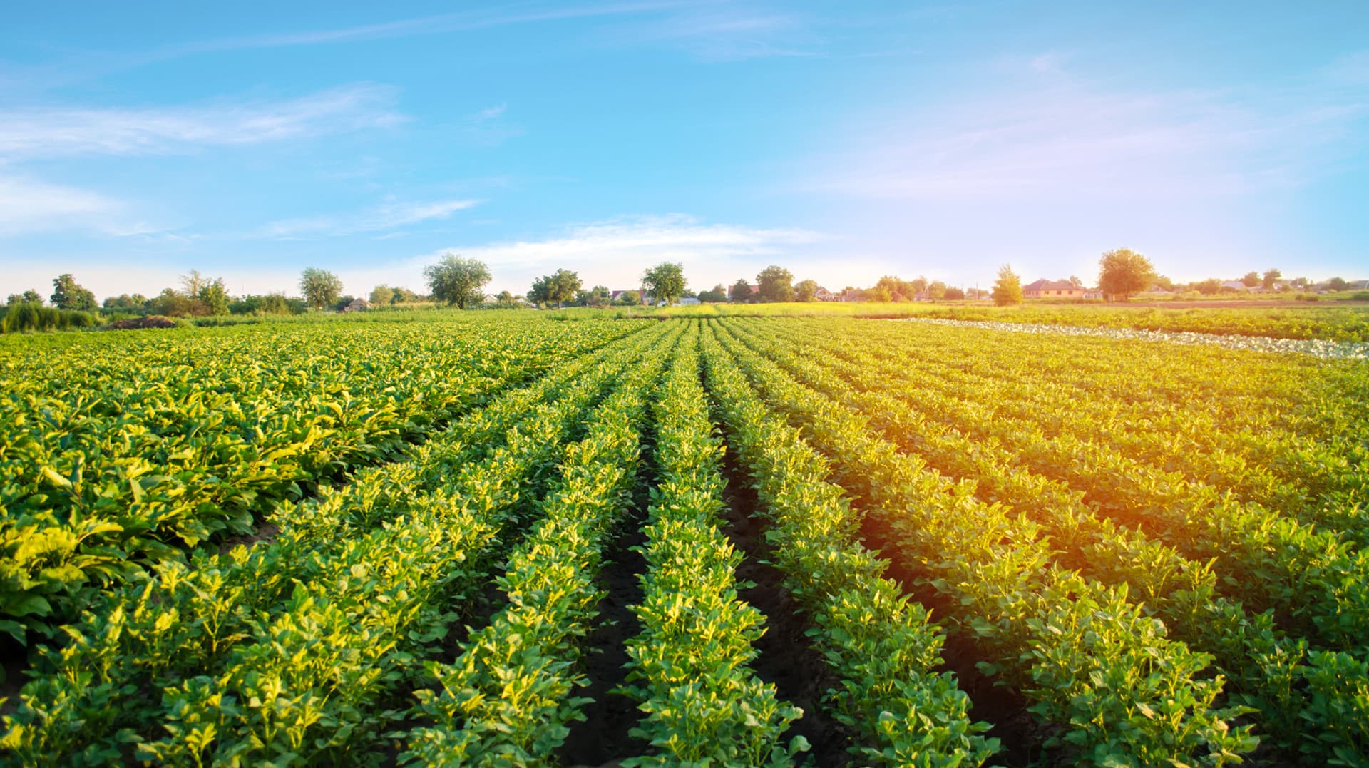 avfs-240195-02_house_of_fries_website_-_new_horizons_-_field_to_fork_-_image_block_-_1920x1177px2.jpg